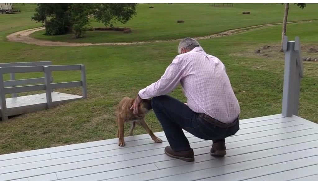 Imagen de Medida del Presidente del Senado busca aliviar el impacto económico del cuidado veterinario en las familias con mascotas